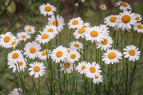 “マーガレットの花言葉: 愛と真実を伝える魅力的なメッセージ”