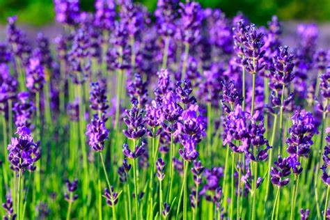 “ラベンダーの花言葉: 魅力的な香りとその意味深なメッセージ”