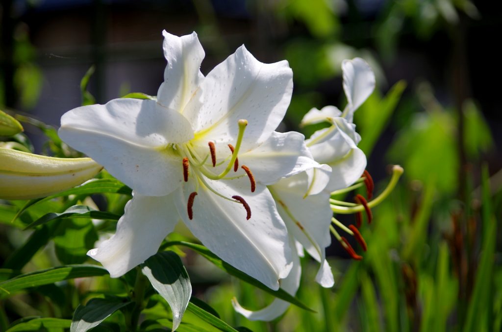 “ユリの花言葉：美しさと純粋さの象徴、その深遠なメッセージを解き明かす”