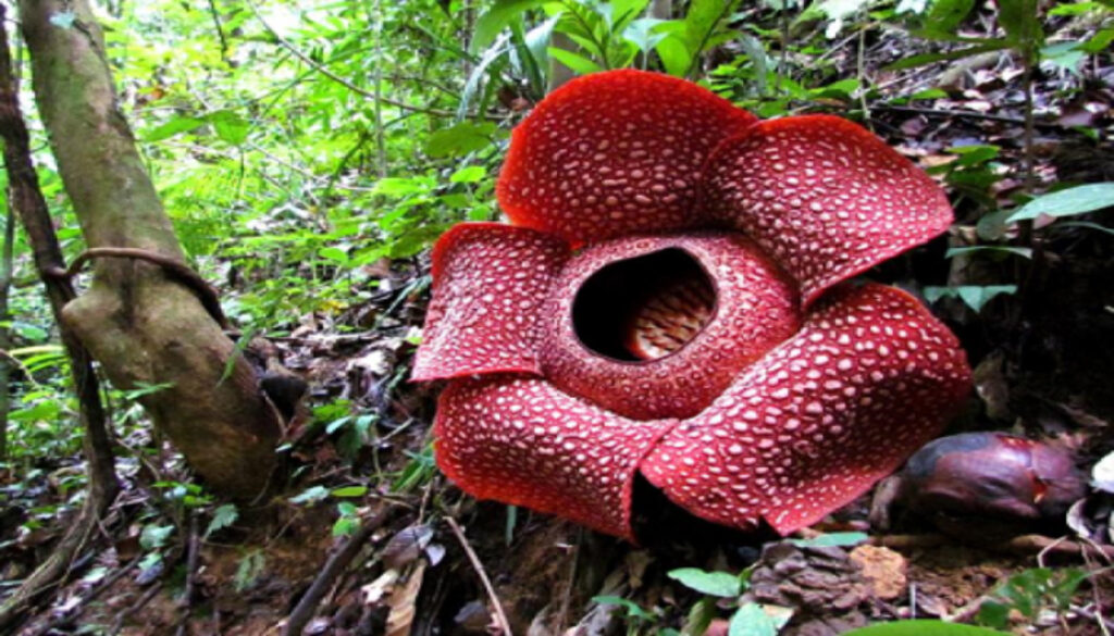 “ラフレシアの花言葉: 魅力と謎に満ちた世界最大の花の秘密を解き明かす”